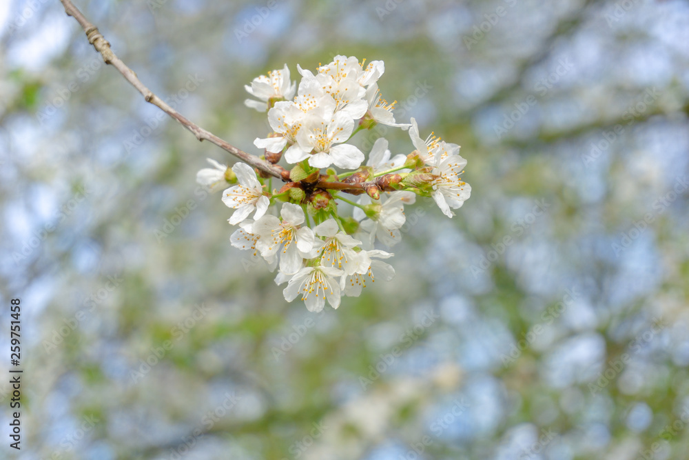 Vogel-Kirsche (Prunus avium) blüht im April. Blühender Prunus avium Baum im Frühling. Weiße Blüten einer Vogel-Kirsche. Vogel-Kirsche (Prunus avium) blüht im April. Blühender Prunus avium Baum im Frühling. Weiße Blüten einer Vogel-Kirsche.