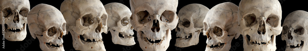 Human skulls at different angles on a black background. The header or footer of the image. Isolated on black. Human skulls at different angles on a black background. The header or footer of the image. Isolated on black.