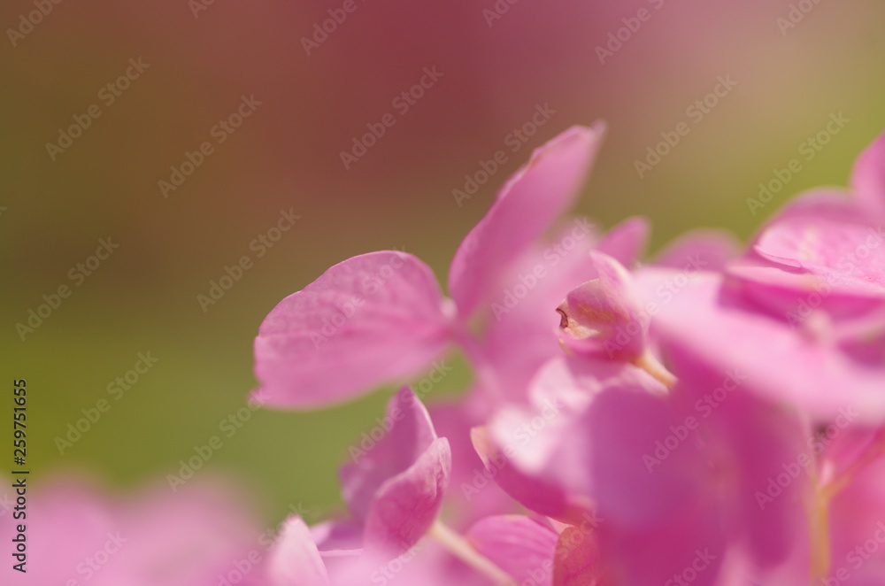 紫陽花 紫陽花