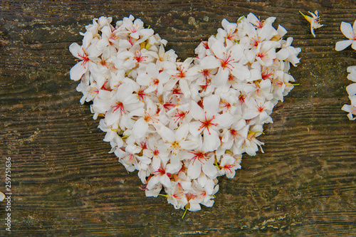 Love-shaped flower , Beautiful white tung tree flower, Like the snow floating on the ground in May photo