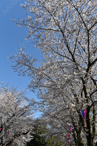 飛鳥山公園の桜 photo