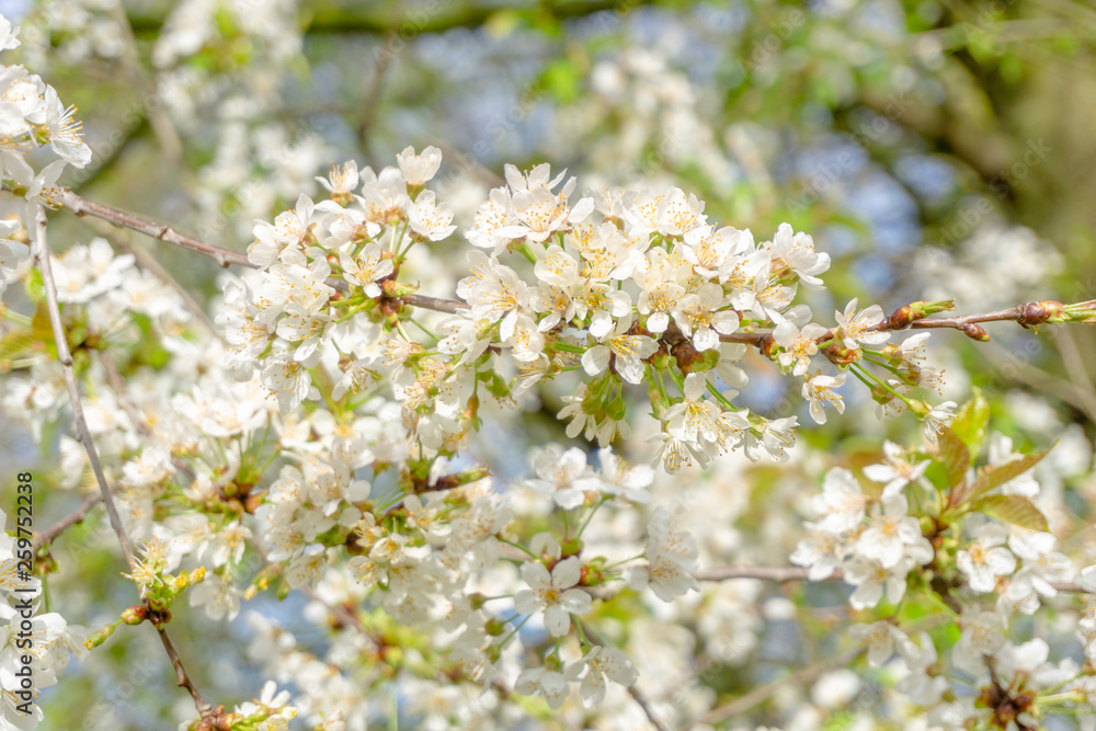 Vogel-Kirsche (Prunus avium) blüht im April. Blühender Prunus avium Baum im Frühling. Weiße Blüten einer Vogel-Kirsche. Vogel-Kirsche (Prunus avium) blüht im April. Blühender Prunus avium Baum im Frühling. Weiße Blüten einer Vogel-Kirsche.