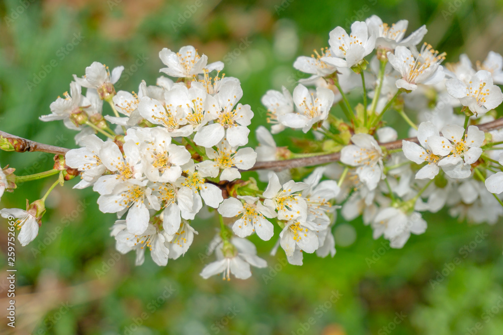 Vogel-Kirsche (Prunus avium) blüht im April. Blühender Prunus avium Baum im Frühling. Weiße Blüten einer Vogel-Kirsche. Vogel-Kirsche (Prunus avium) blüht im April. Blühender Prunus avium Baum im Frühling. Weiße Blüten einer Vogel-Kirsche.