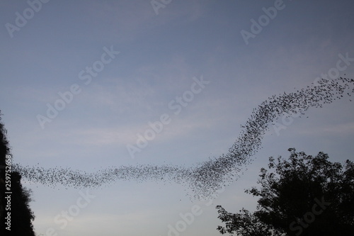 Battambong Bat Cave, Banan, Cambodia: Countless Bats swarming out in the evening dusk sky photo