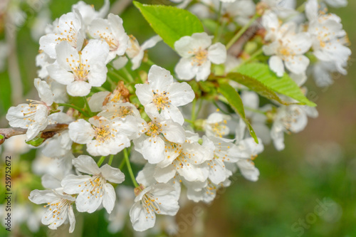 Vogel-Kirsche (Prunus avium) blüht im April. Blühender Prunus avium Baum im Frühling. Weiße Blüten einer Vogel-Kirsche. 