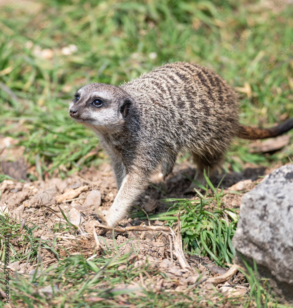 Fototapeta premium meerkat walking