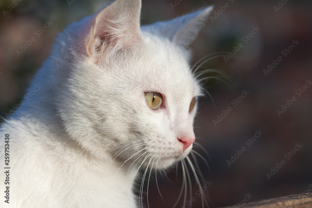 Fototapeta premium Portrait of Pure White Russian Cat front view