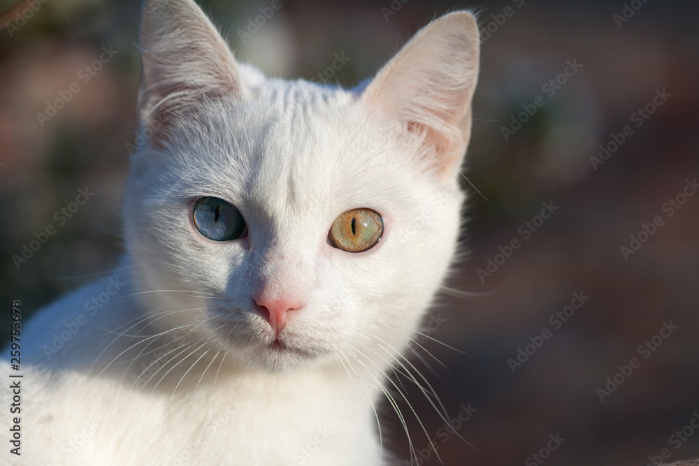 Portrait of Pure White Russian Cat front view