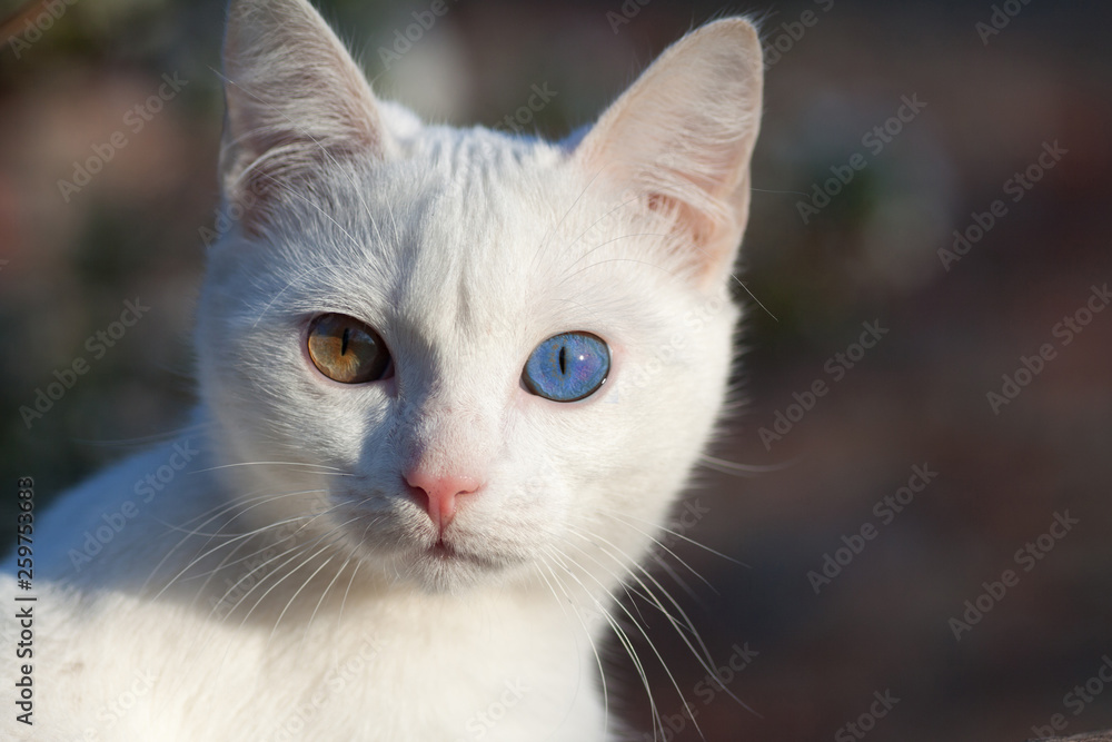 Portrait of Pure White Russian Cat front view