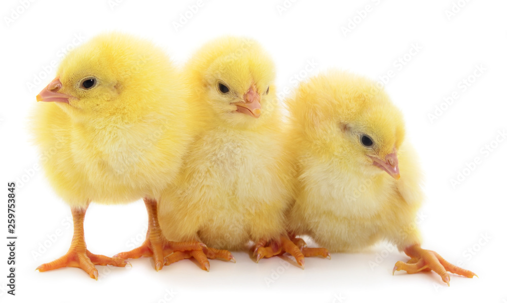 Three yellow chicken.