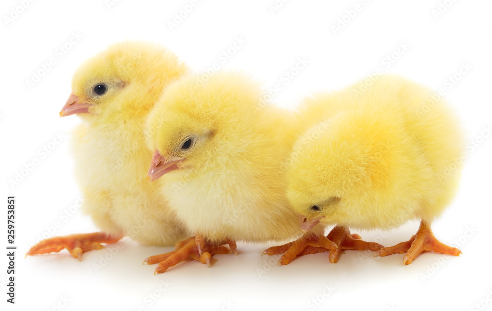 Three yellow chicken. Three yellow chicken.