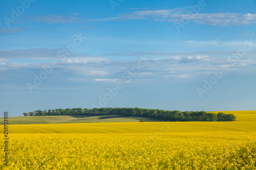 Sunny landscape with fields