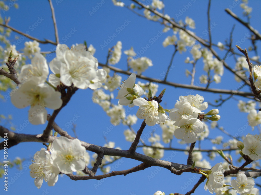 Liguria, Italy – 03/31/2019: Beautiful caption of the cherry tree and other different fruit plants with first amzing spring flowers in the village and an incredible blue sky in the background. Liguria, Italy – 03/31/2019: Beautiful caption of the cherry tree and other different fruit plants with first amzing spring flowers in the village and an incredible blue sky in the background.