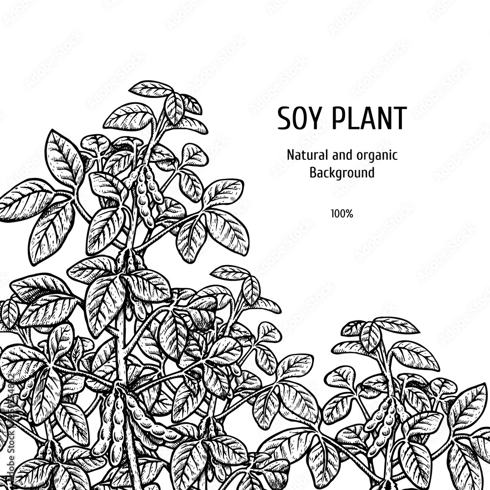 Fototapeta premium Hand drawn background with soy plant. Vector illustration