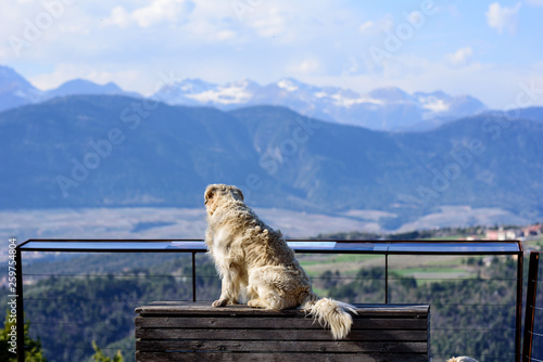 A golden retriever is watching a mountain panorama. He is sitting on a wooden bench