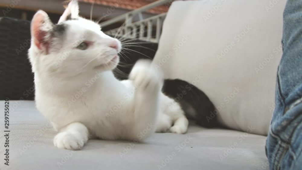 abby domestic shorthair cat grooming on the sofa looking at camera  4k video