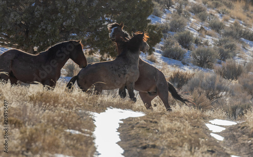 Wild Horses in Utah in Winter