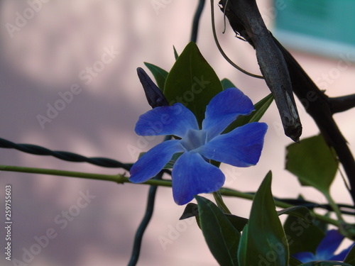 Liguria, Italy – 03/31/2019: Beautiful caption of the cherry tree and other different fruit plants with first amzing spring flowers in the village and an incredible blue sky in the background.  photo