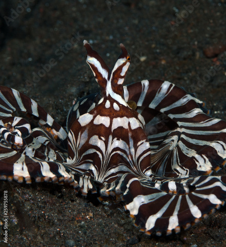 Amazing underwater world - Wunderpus octopus - Wunderpus photogenicus. Diving and underwater photography. Tulamben  Bali  Indonesai.