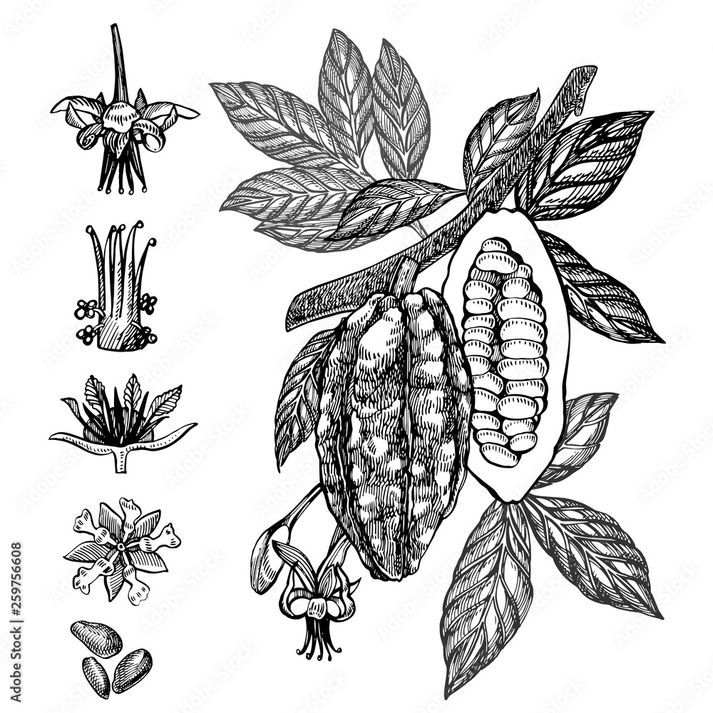 Chocolate Cocoa beans illustration. Engraved style illustration. Sketched hand drawn cacao beans, tree, leafs and branches. - obrazy, fototapety, plakaty 