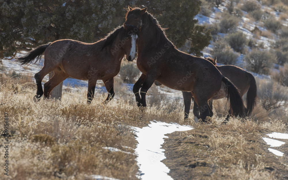 Wild Horses in Utah in Winter Wild Horses in Utah in Winter
