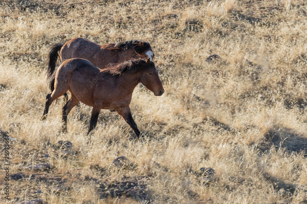 Wild Horses in Utah in Winter Wild Horses in Utah in Winter