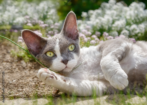 Fotografie Devon Rex bicolor cat lying in a flowering garden and playing with a blade of gr