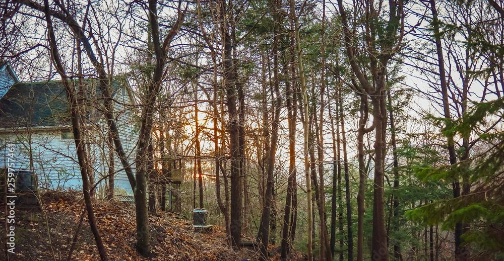 Obraz premium green forest rees