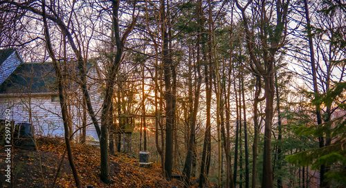 Fototapeta Naklejka Na Ścianę i Meble -  sunrise forest trees