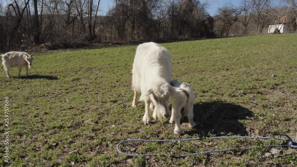 White goat and white baby goat eating grass, spring season in Europe White goat and white baby goat eating grass, spring season in Europe