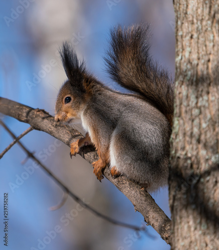 Beautiful fluffy squirrel sitting on a tree branch