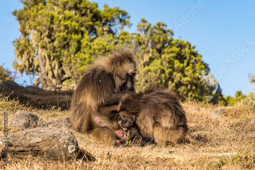 Wallpaper Mural Gelada Baboon - Theropithecus Gelada. Simien Mountains in Ethiopia Torontodigital.ca