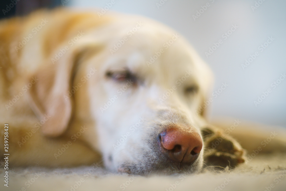Schlafender, blonder Labrador-Retriever-Hund, 16 Jahre