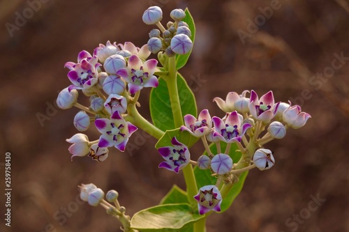 Calotropis