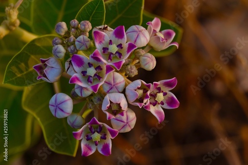 Calotropis photo