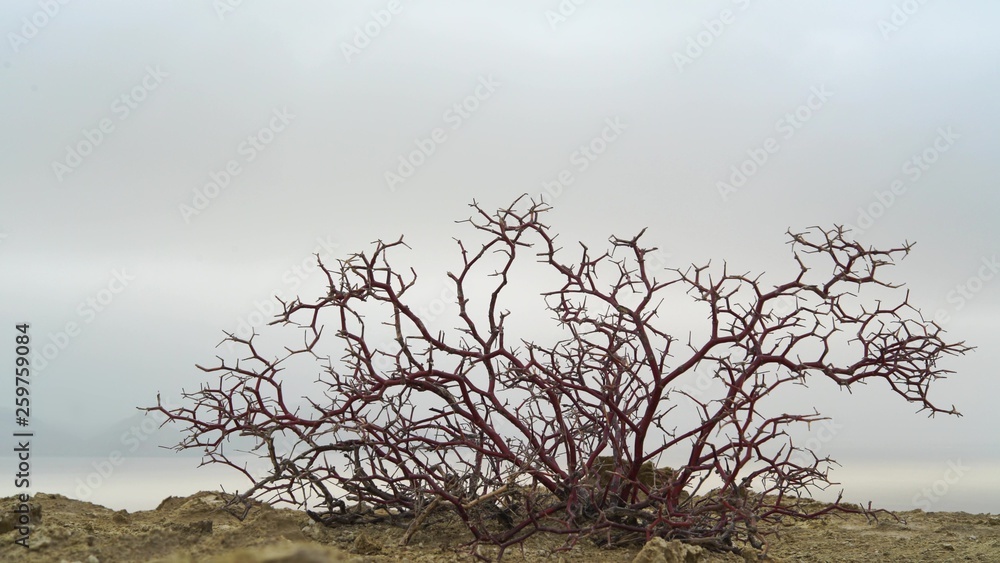 thorny bush in the winter desert thorny bush in the winter desert