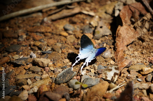 Fluffy Tit blue butterfly on the ground