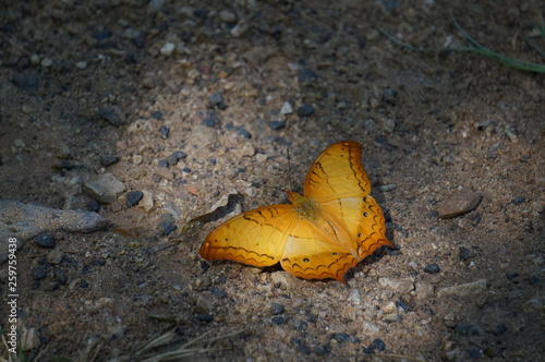 yellow butterfly on a stone