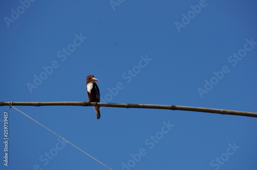 Kingfisher on tree branch and blue sky © Karoon
