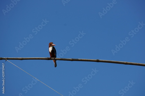 Kingfisher on tree branch and blue sky