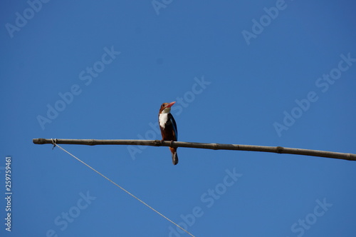 Kingfisher on tree branch and blue sky