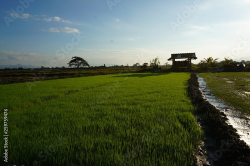 green field and blue sky