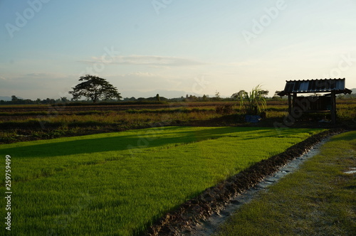 green field and blue sky