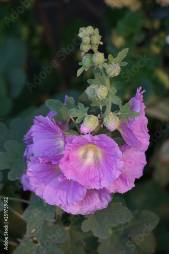 purple flower