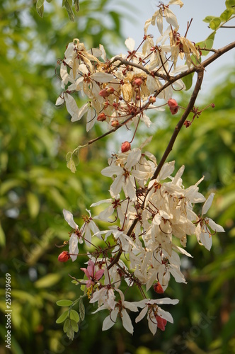 Flower Cassia bakeriana tree