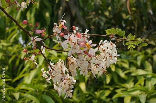 Flower Cassia bakeriana tree