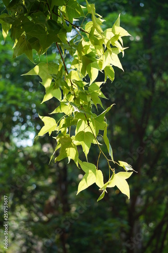 Maple green leaves of tree in spring