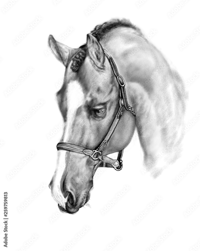 Fototapeta premium Cabeza de caballo 2