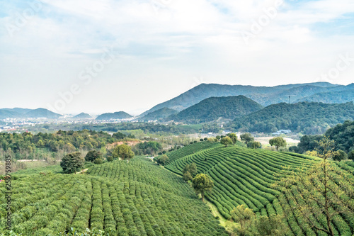 longjing tea garden in hangzhou china