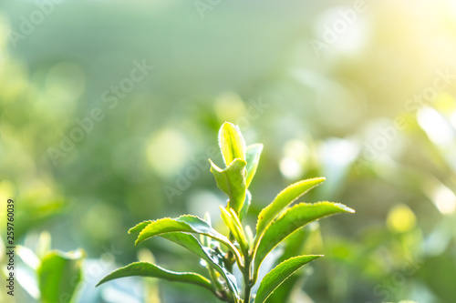 leaf of tea 